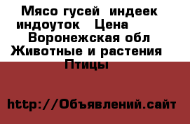 Мясо гусей, индеек, индоуток › Цена ­ 320 - Воронежская обл. Животные и растения » Птицы   